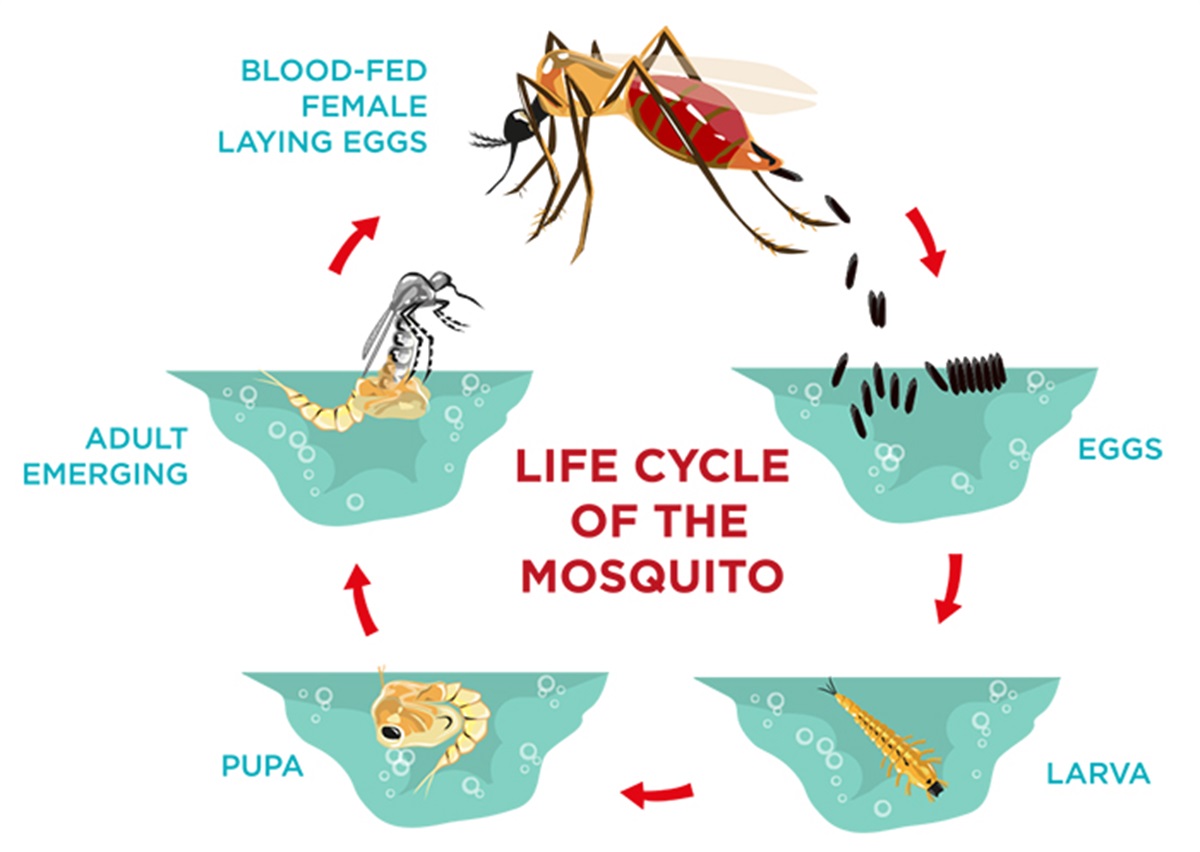 mosquito laying eggs in skin