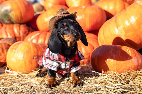 Dachshund wearing a costume standing in front of some pumpkins