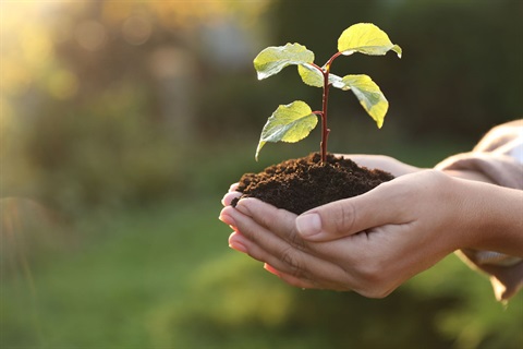 Tree Seedling.jpg