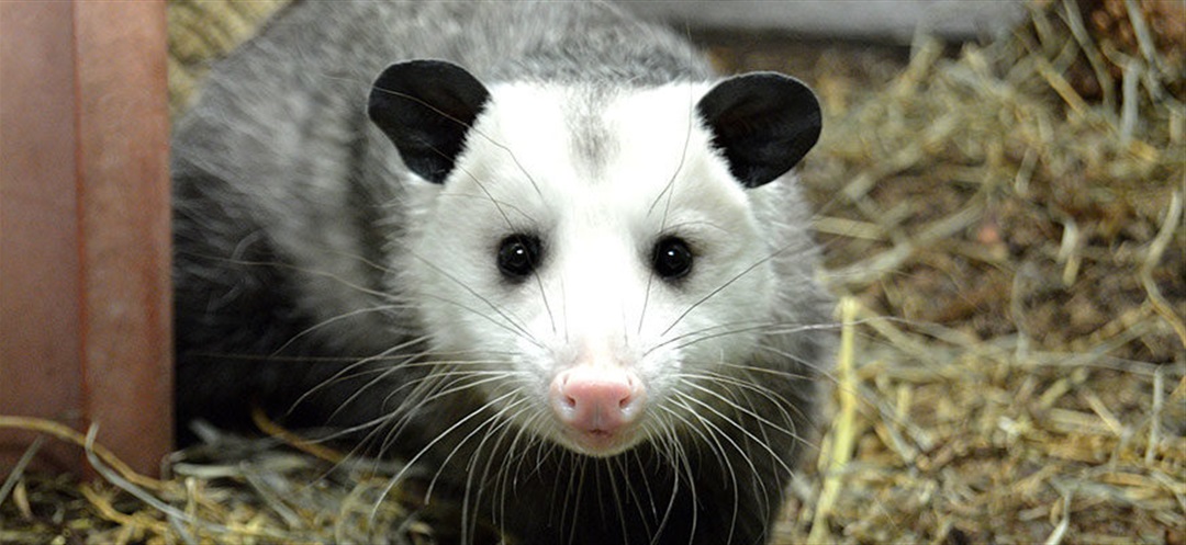 Wild Hamsters: Facts, Threats, & Conservation