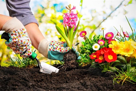 Person wearing gardening gloves and planting various types of colorful flowers