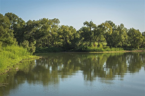 View of lake with trees around the edges. A large bird stands in the water